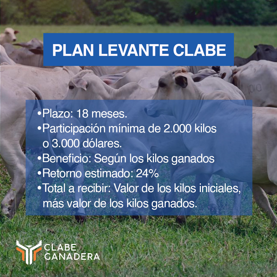 En #ClabeGanadera inviertes con propósito.

El plan #LevanteClabe inicia con mautes de 250 kg hasta alcanzar los 480 kg aproximadamente. Implica los cuidados de nutrición, sanidad y bienestar del animal
