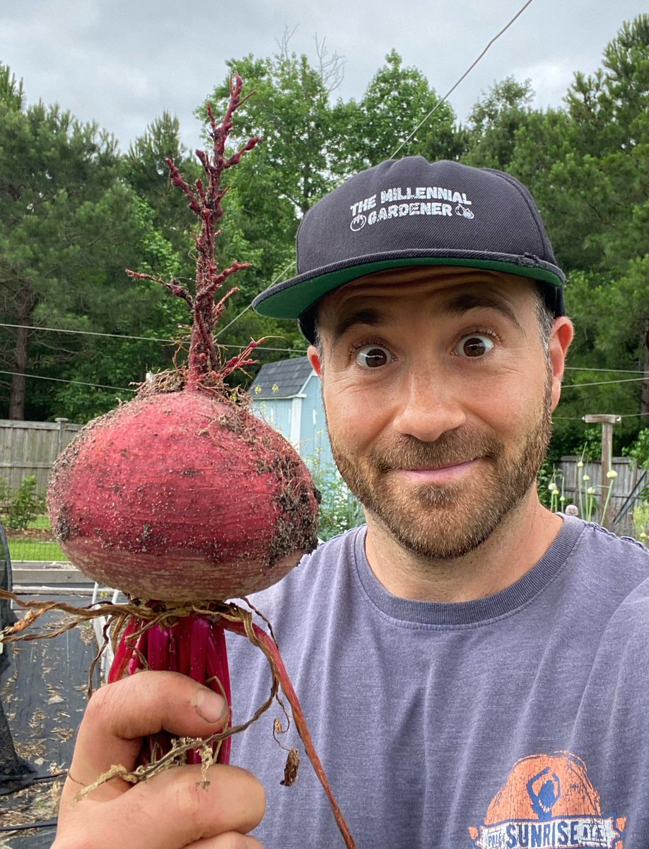 You can’t beet this harvest. It’s just un-beet-able. I’ve been waiting for this beet to drop. Some critters were eyeing it up, but I beet them to it. I’m sorry, I’ll stop now.

#beets #beet #garden #gardening #gardeninglife #gardeninglove #vegetablegarden #vegetablegardening