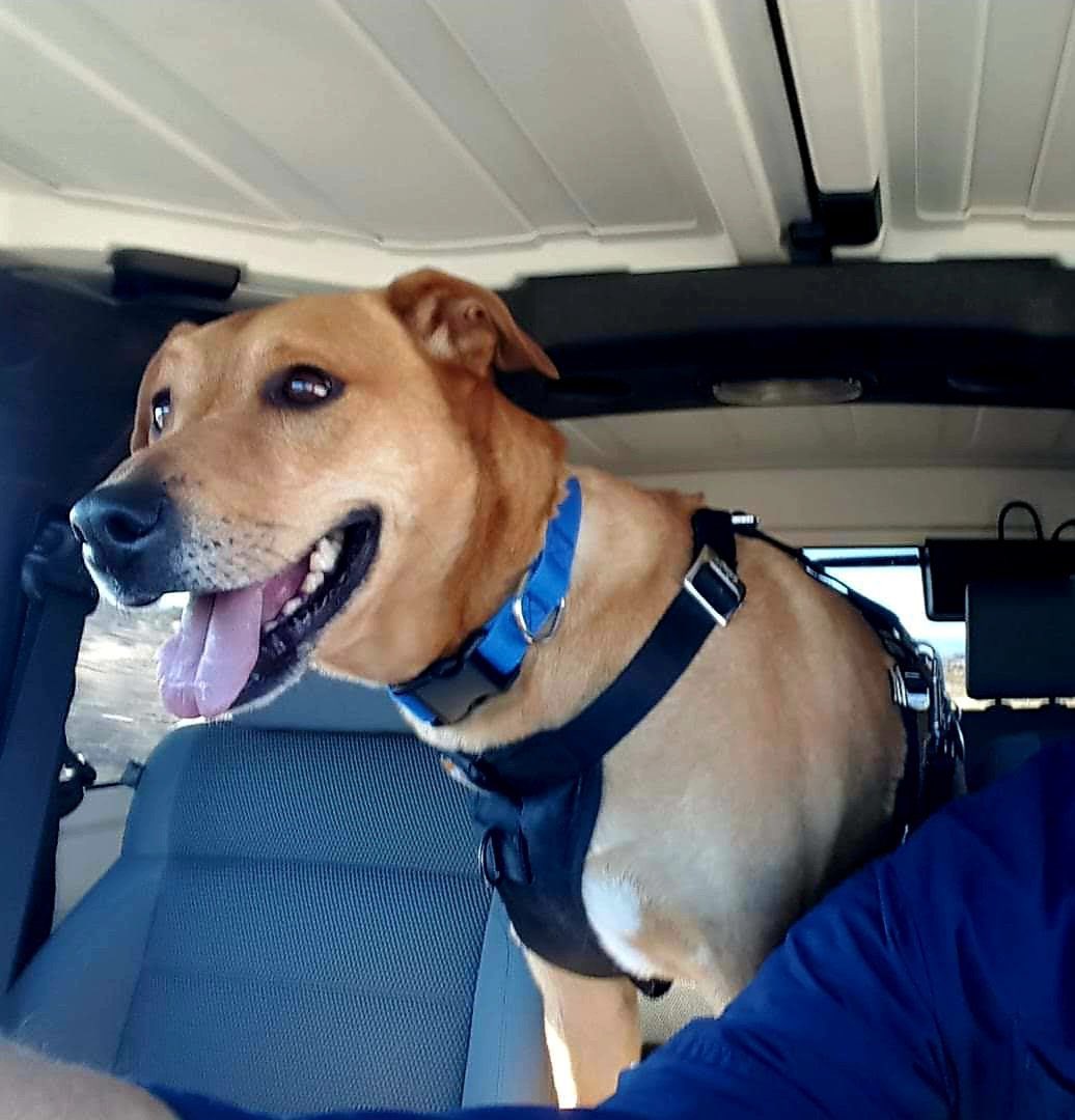 Good morning Jeep Mafia ☀️ We are happy to celebrate #NationalRescueDogDay with @ReturnCheck and his rescue Chase ❤️ 🐾 He’s a handsome pup that gets to go on hike’s and lots of jeep adventures. Show us your sweet pups 🐾 😁