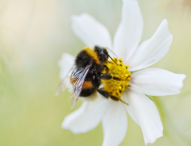 Today is #WorldBeeDay! 🐝 Learn all about these pollination heroes in our bee spotting guide 🌼💚 fflgettogethers.org/media/fa0bnmep…