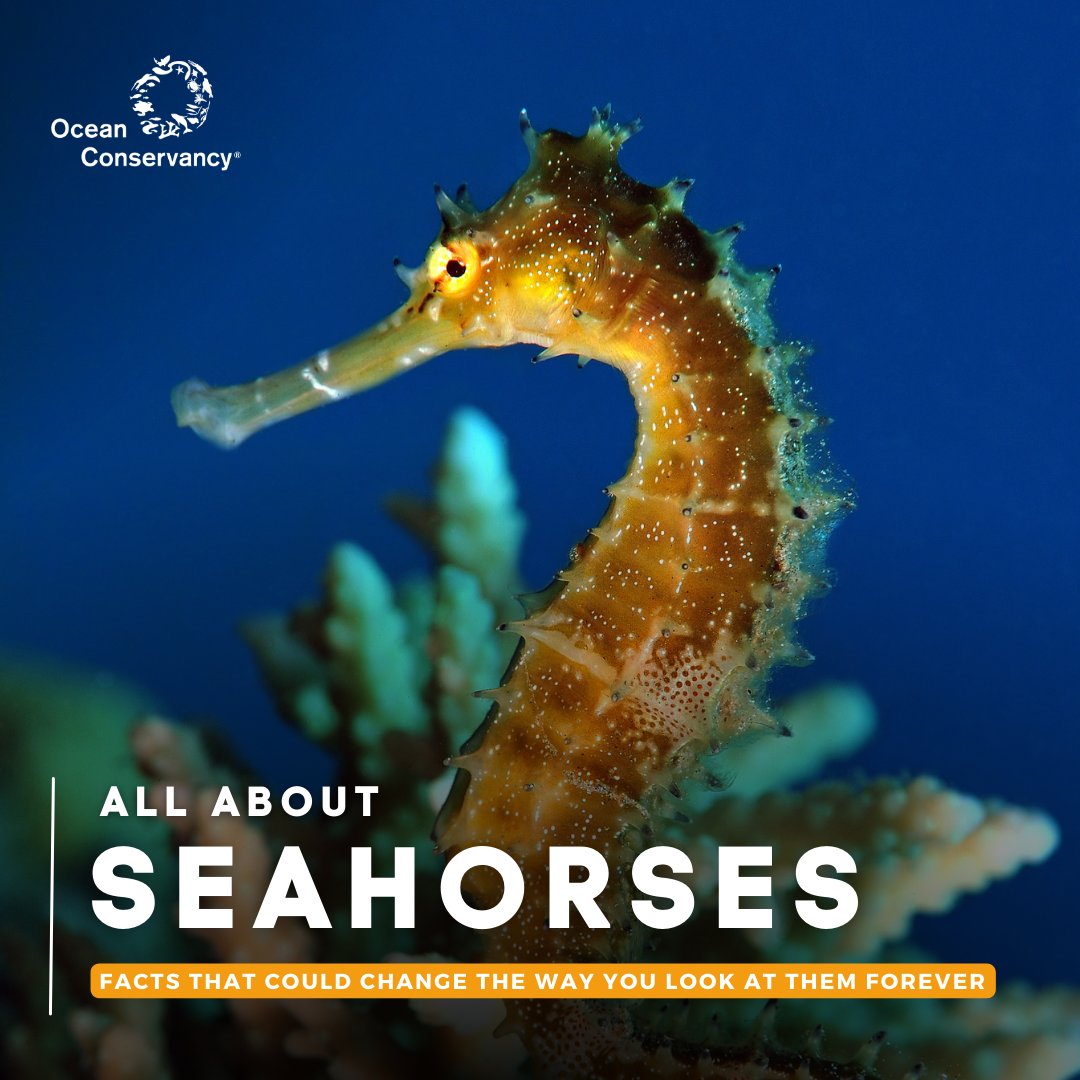 Don't let their unusual shape fool you—seahorses are actually FISH! 🌊🐎🐟 

Related to pipefishe and seadragons, they're unique among fish given their ability to swim upright.  Learn all about seahorses and how you can help protect them below! 👇

🔗 ow.ly/Uu8050R8un6