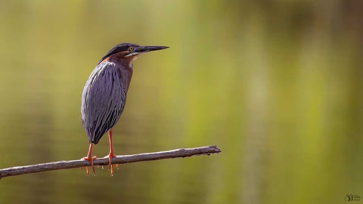 A pensive Green Heron
#BirdsSeenIn2024 #birdwatching #birds #birdphotography #ShotOnCanon #TwitterNatureCommunity #TwitterNaturePhotography #BirdsOfTwitter