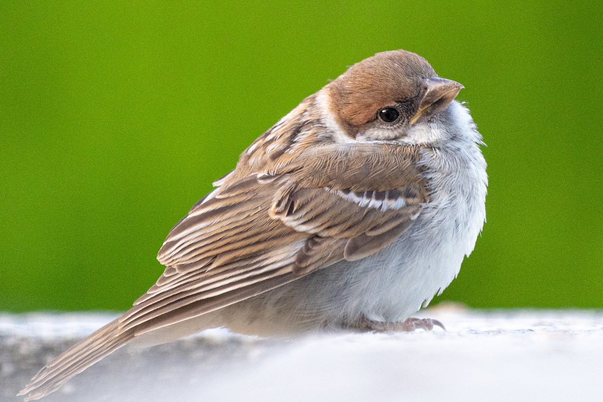 きっとまだこの世界にやってきて
間もない子雀さんなんだろうなー。
ほんわかしすぎて逆に心配になってしまう。
それが可愛いかったりするけど。
たくさんご飯食べて立派なスズメさんになってね。
#スズメ #すずめ #スズメ観測 #ちゅん活 #sparrow #鳥 #野鳥 #野鳥撮影 #野鳥写真  #PENTAX