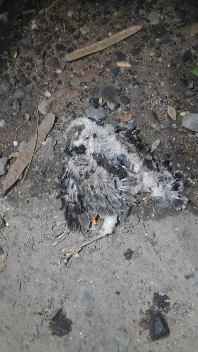 What did you achieve, @nmccommissioner,by cutting down 8 trees aged 22 to 47 years,destroying a raptor's nest,killing one chick,leaving one missing and rescuing one—merely to construct tank for Ganpati Visarjan? Isn't this development inhumane?#SaveOurTrees #WildlifeProtection