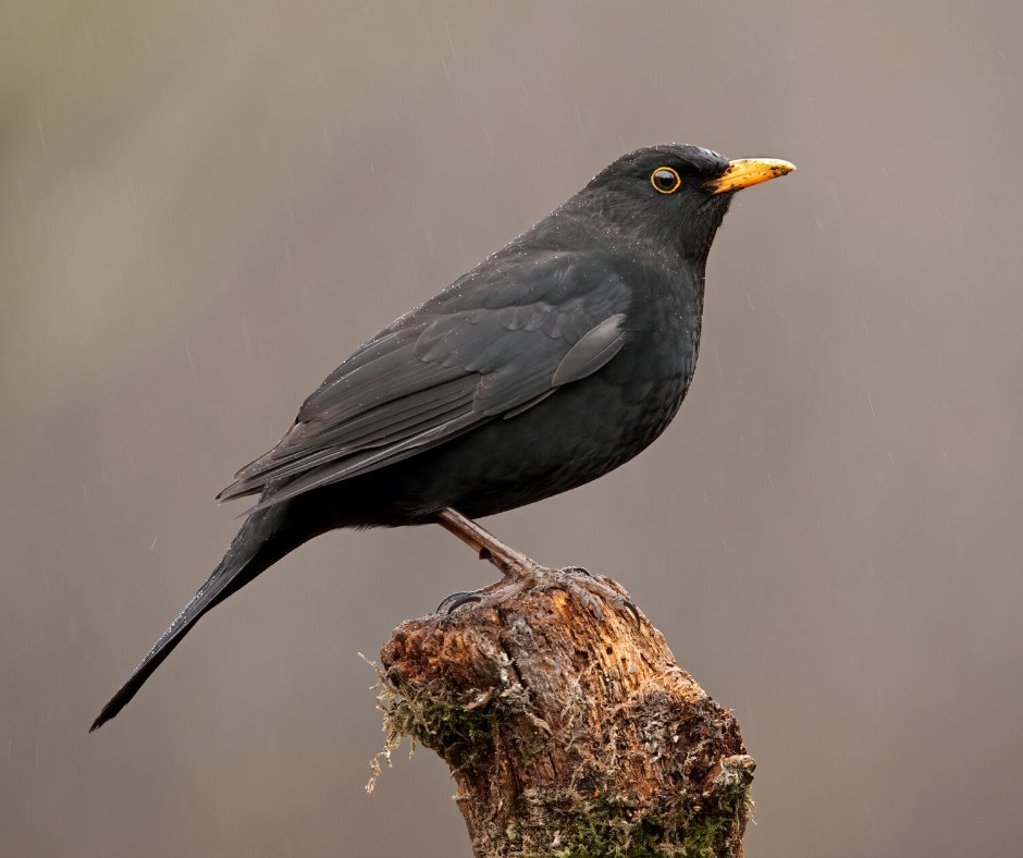 Did you know you could be raising funds for charity every time you shop — at no extra cost to you? 💚 Sign up to #EasyFundraising today and make your shopping go further: easyfundraising.org.uk/causes/somerse… #Somerset #Wildlife #MakeItCount @easyuk