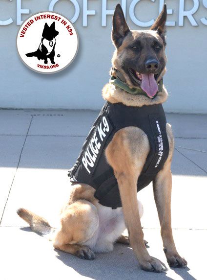 K9 Charlie of Ankeny PD, IA is 'dressed to protect' in a new ballistic vest from VIK9s. Charlie’s vest is embroidered “In memory of K9 Hobbs, Des Moines, IA - EOW 12-12-23” Learn more about VIK9s here: bit.ly/3UMNg1c #K9Vest #ProtectedK9 #SupportVestedInterestinK9s