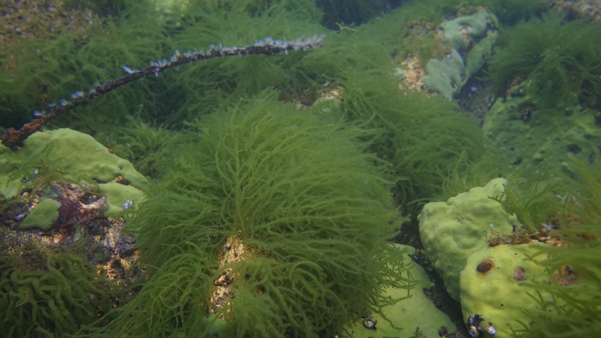 1/2 I am seeking collaborators for a research paper on Lake Baikal macrophytes (macroalgae + vascular plants) diversity. We have data on over 1600 plant communities across ~2000 km of shoreline, including environmental variables (depth, substrate, water chemistry, macroclimate)