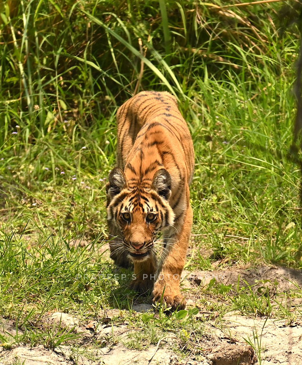 Tiger is back from Dhikala
#tigerpradeepsingh #pradeepswildlifeexpeditions #tigerprasangsingh #tigersafariwithpradeepsingh 
#netgeotravel #netgeowild #nationalgeographic #bbcearth #bbctravel  #sanctuaryasia #natureinfocus #animalphotography #wildnature  #wildlifephotography #wild