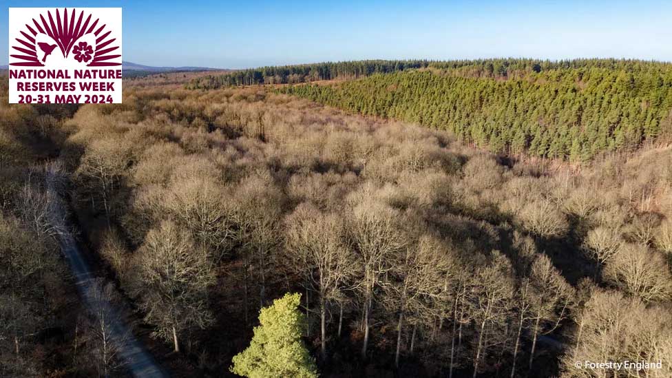 Celebrate National Nature Reserve Week in #Worcestershire with some great events at the Wyre Forest National Nature Reserve near #Bewdley

More at 👉
gov.uk/government/new…

#NNRWeek #NNRweek2024 @ForestryEngland @VisitEngland @WyreCLT @Wyre_Forest @Britnatureguide @RSBWestMids