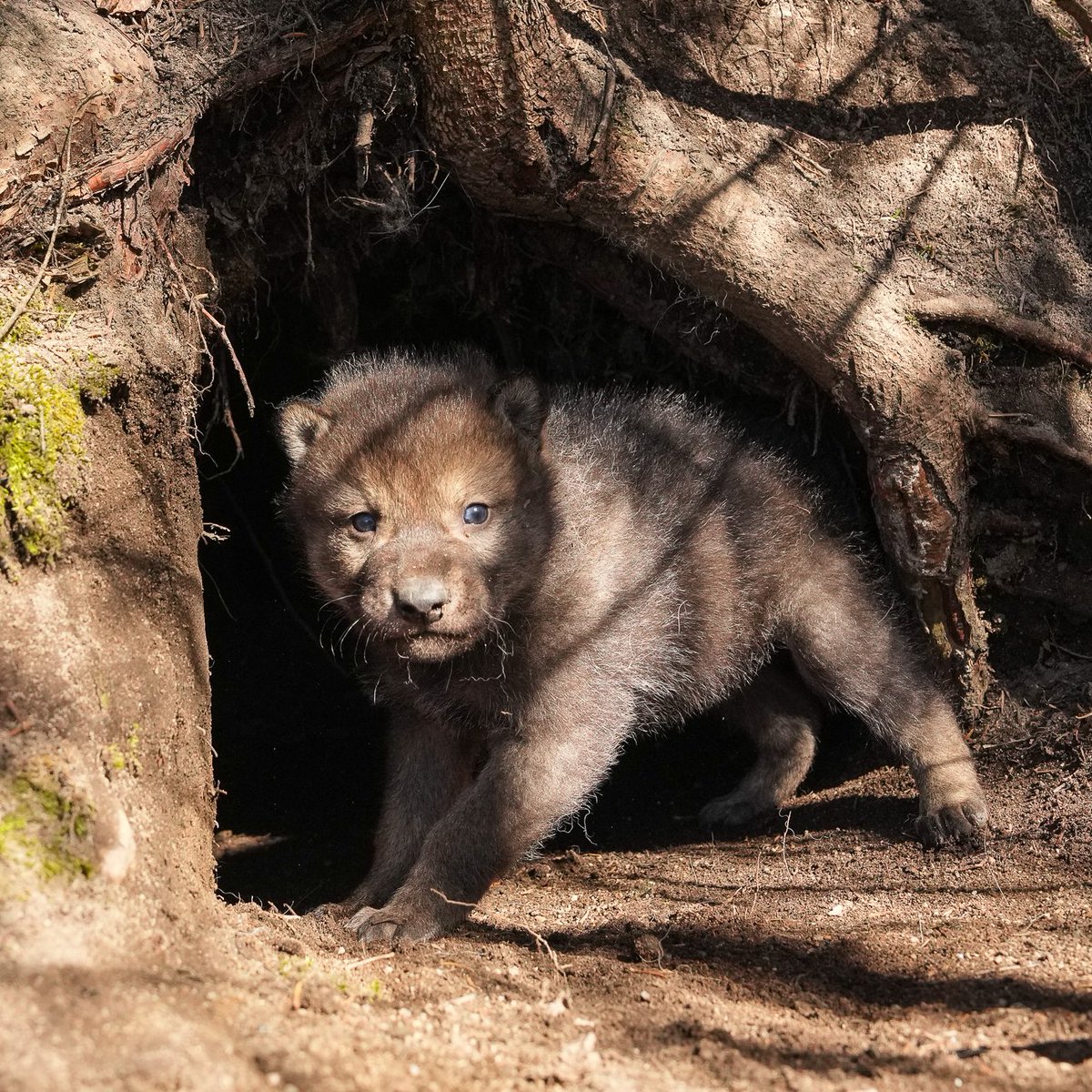 A new Windsong Pack pup! Photo from a little over a week ago. More on this pup and his mates soon... First, we need your help! Our project is unique in that a substantial portion of our funding comes from thousands of small private donors.