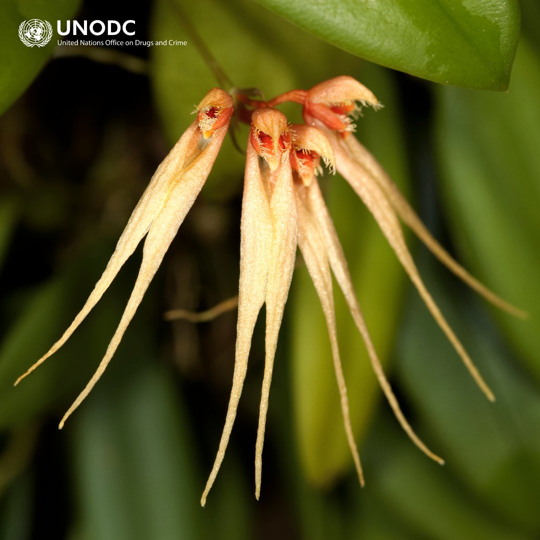 UNODC_ENV's tweet photo. Thousands of plant, reptile, fish, and bird species face extinction due to wildlife trafficking.

Despite their vital role in ecosystems, the diverse species affected are often overlooked in conservation efforts.

Discover why 👉https://t.co/uTs78Mol66
#EndWildlifeCrime https://t.co/zpTMHzIErP