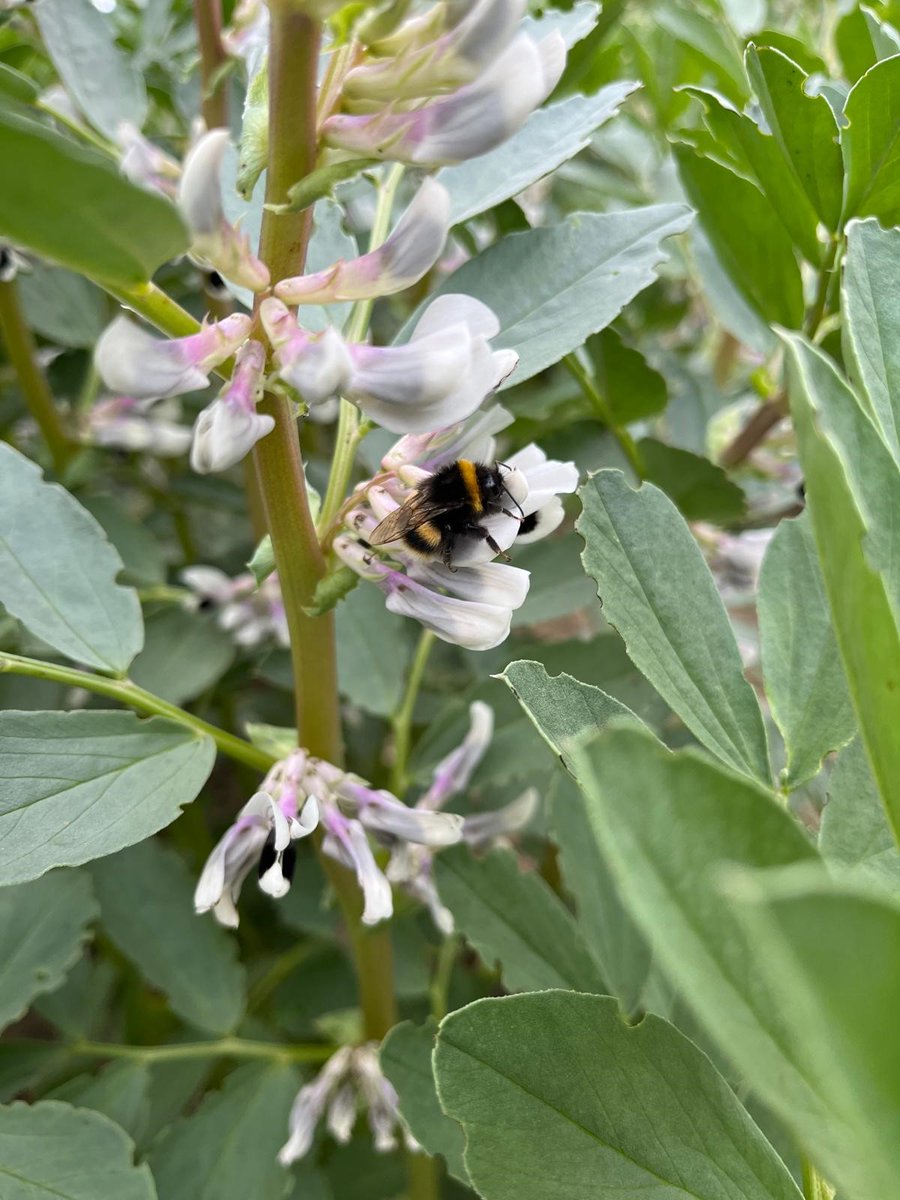 NPZ_UK's tweet photo. ๐World Bee Day๐
Bees on our Spring Beans Futura last spring. ๐บ
#worldbeeday2024
#springbeans #npzuk #bees #bumblebee https://t.co/tEvprP3c0b