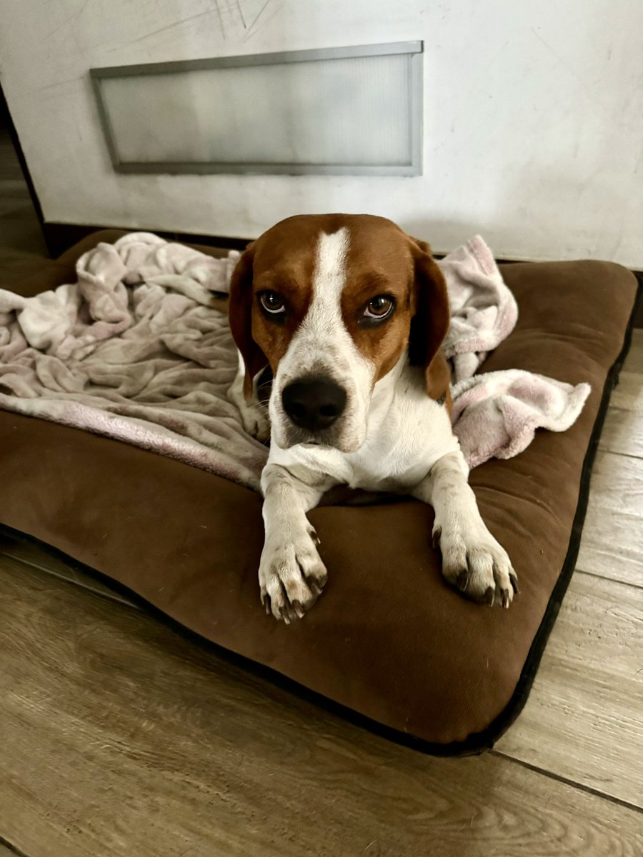 pathasinpatho's tweet photo. @JAMaticorena @AcidClaus @MuniDeMagdalena A mí mascota no se le corto las uñas hace 1 mes y mira como están… si bien no deben estar 100% cortas tampoco como las tiene el. No es un tema de raza es un tema de cuidado para el, espero que realmente la @MuniDeMagdalena vaya de manera constante y revisen cómo está el. https://t.co/N920LvgEBK