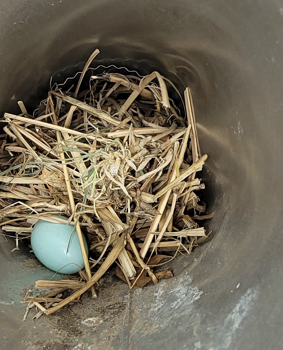 ALLCLEARDVC's tweet photo. Hey there KC!  Spring has sprung, and our feathered friends are busy looking for warm dryer vents for nesting

Schedule your birdcage cover installation today! It's quick and easy. Just hop on over to our website or give us a call at 816-877-9116.  https://t.co/CuJ4nR8HzV https://t.co/fXmaS7XbKE