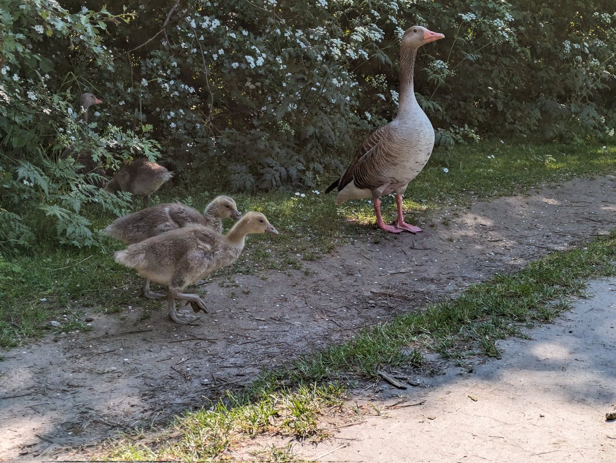 peterbrodersen's tweet image. Dagens gåtur. #CopenHill #Copenhell