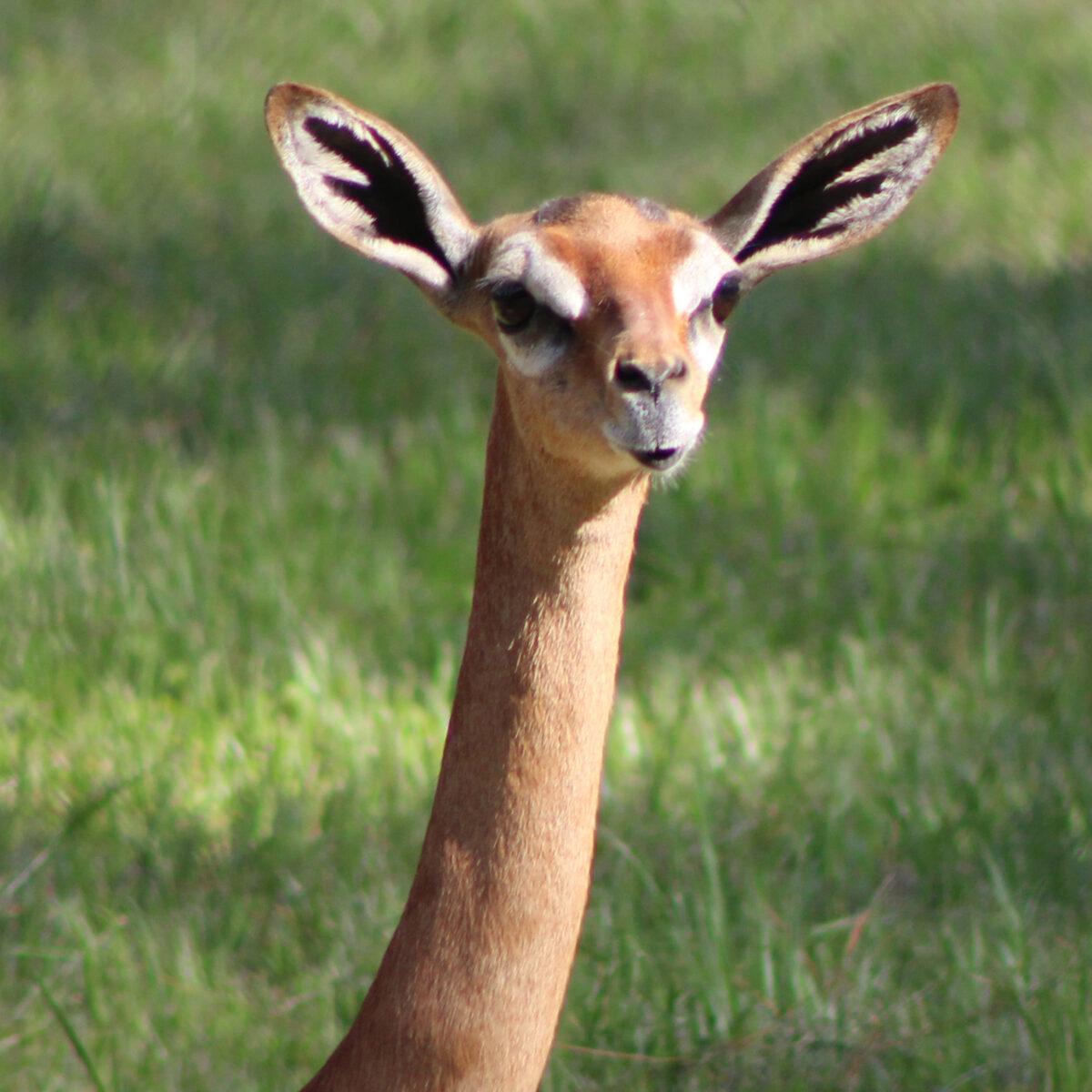 🔥The Gerenuk