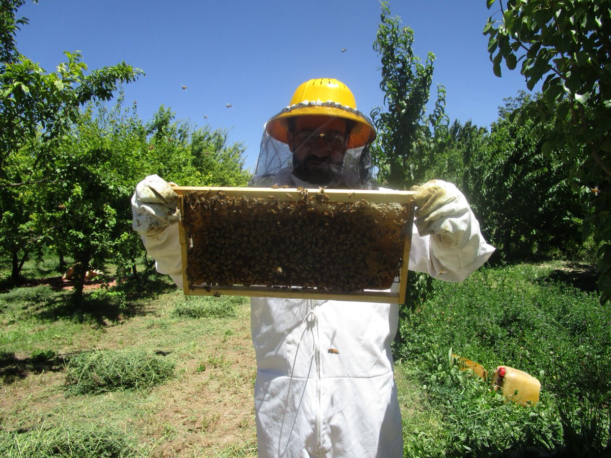 We congratulate Afghan beekeepers with #WorldBeeDay. With the support of @usaid, @adb_hq, @jica_direct_en and @UN_STFA, FAO and its implementing partners distributed 1200 beekeeping packages over the past year, all over Afghanistan. Supporting biodiversity and rural incomes.