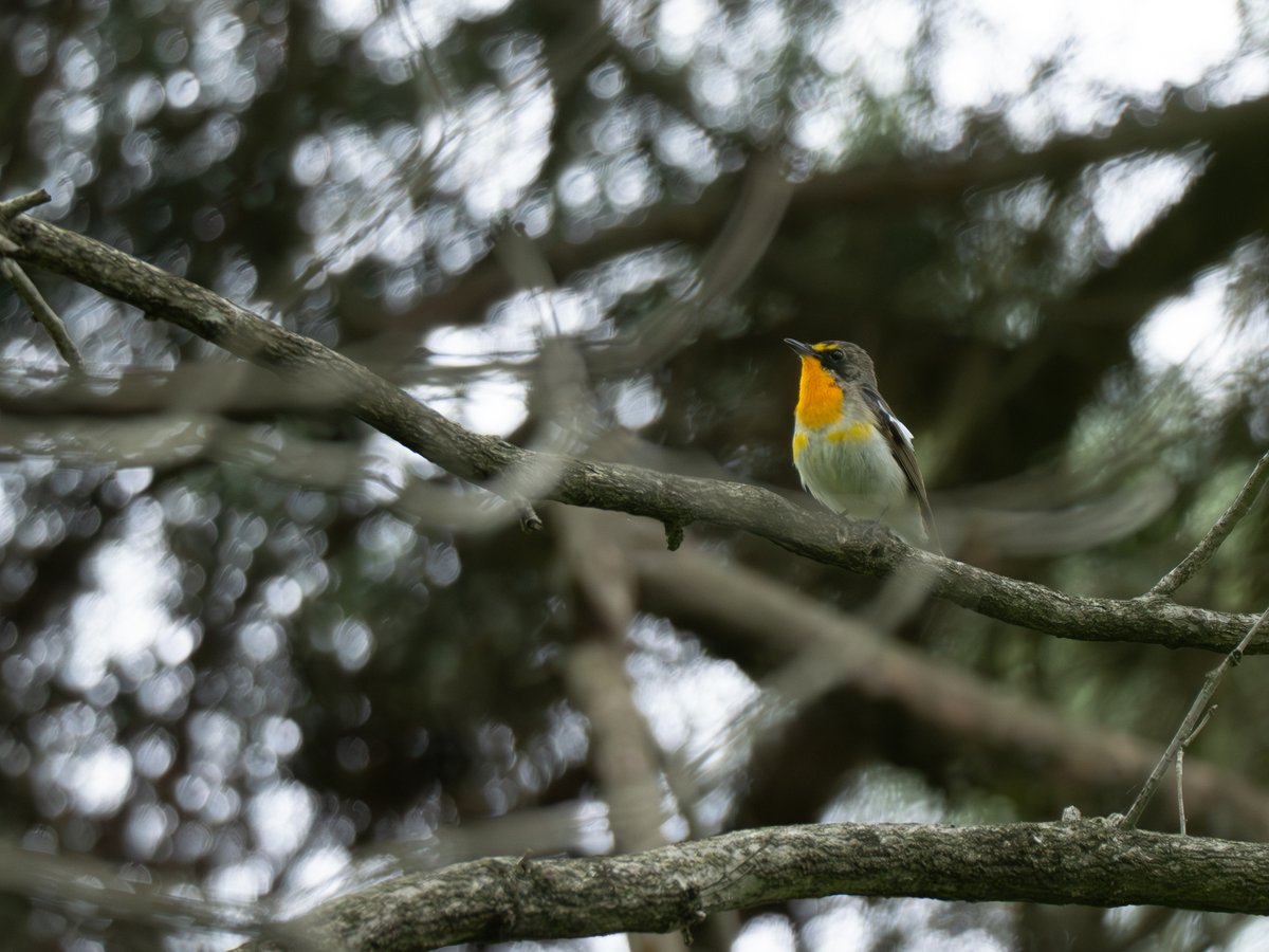 昨日の青梅丘陵、あちこちでキビタキが元気にさえずっていました。樹冠が茂り、近くで鳴いても見つけられないことも多いけれど、この雄はしゃがんで木々のあいだから斜め上を覗くと見える位置に。若い個体で色味が薄く、喉元の黄色がかえって目立ちます。
2024/5/19　東京都
#キビタキ #野鳥 #野鳥観察