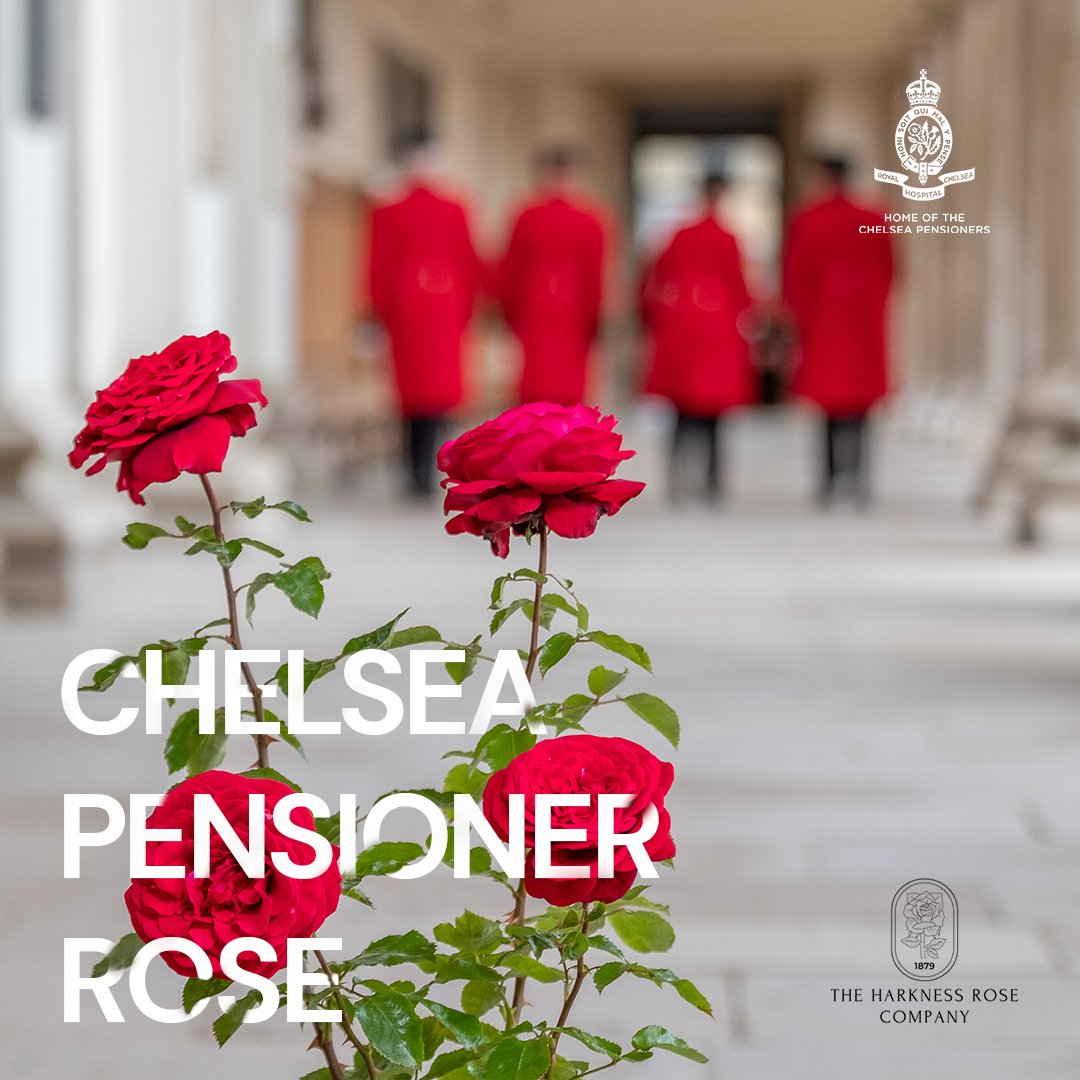 Today, we launched our very own Chelsea Pensioner rose with @harknessroseco at the Chelsea Flower Show. 🌹 Every rose purchased helps supports the Chelsea Pensioners and their historic home. Get yours here: loom.ly/YjYBMz8 #ChelseaPensionerRose #RoyalHospitalChelsea