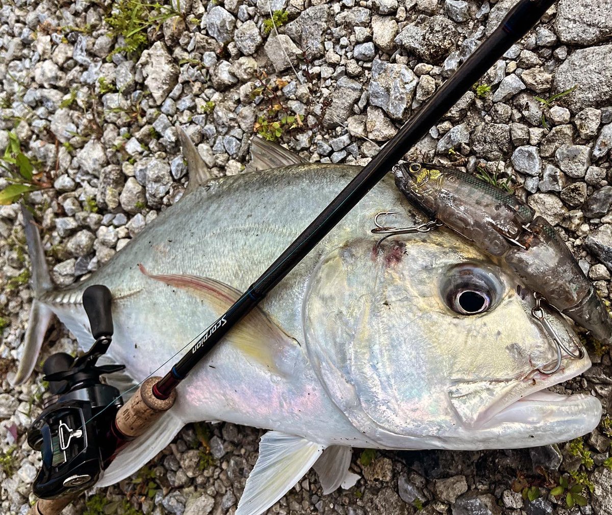 uchina_angler's tweet photo. GTの回遊待ち間に65cm🔥
弱ったベイトを演出して潮の速い所から外れたあたりでバイト💥 https://t.co/2o8oE6oYmH