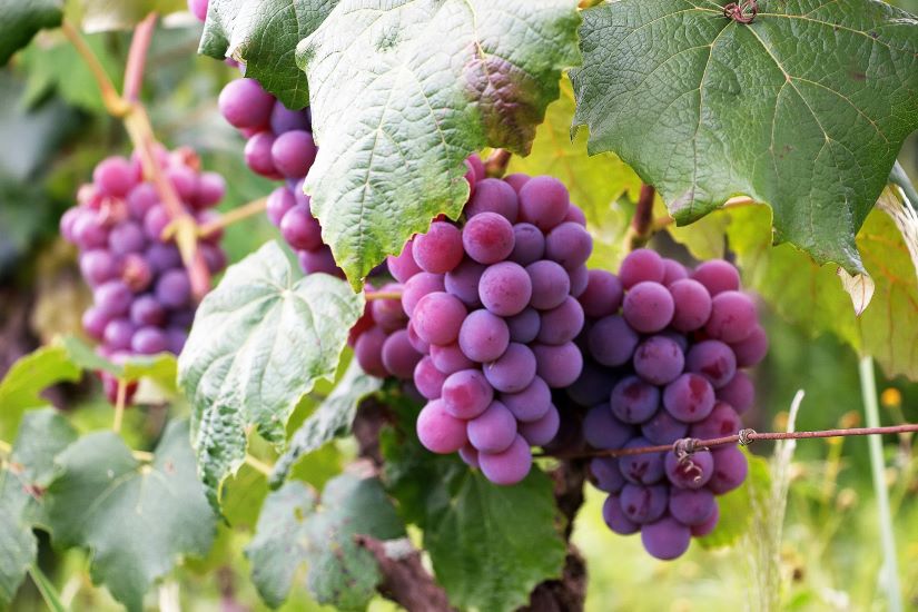 A Guide To Growing Grapes At Home Know more: uniquetimes.org/a-guide-to-gro… #uniquetimes #LatestNews #grapes #gardening #gardeningtips #HomeGardening