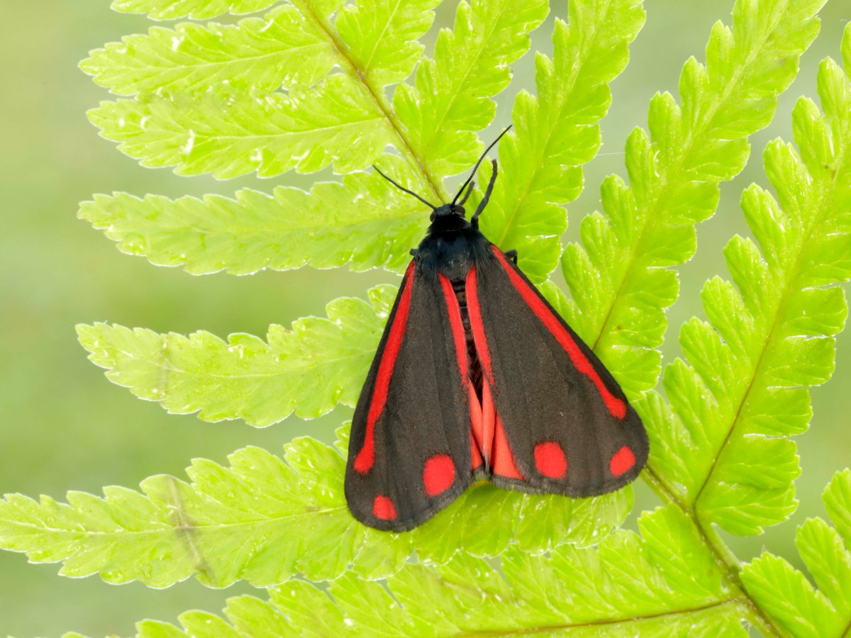Butterfly Conservation 🦋 tweet media