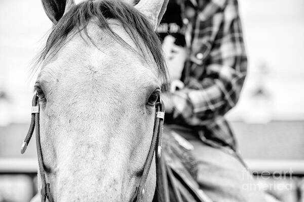 Horse and Rider: fineartamerica.com/featured/horse… #horses #photography #buyintoart #monochrome #art #real