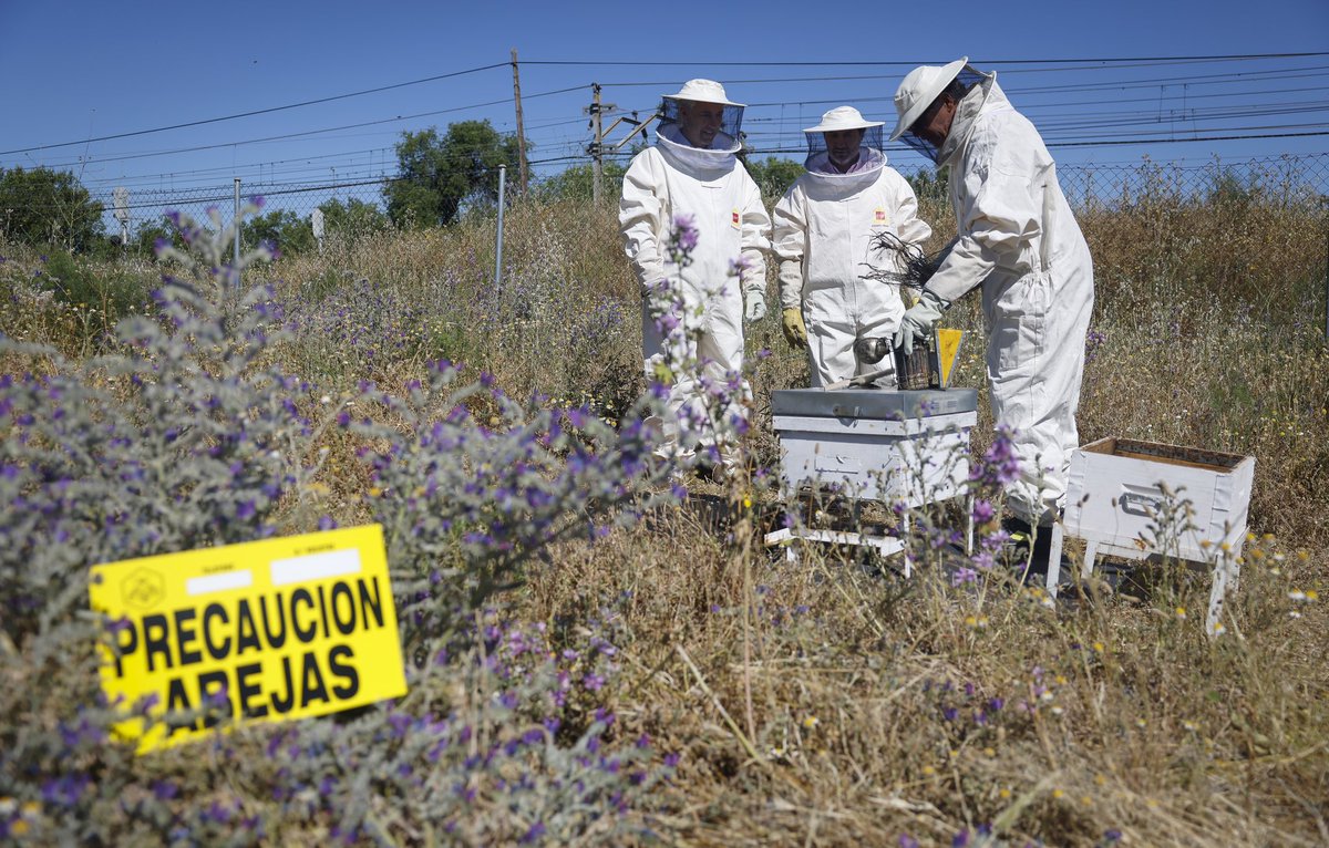 112cmadrid's tweet photo. 🐝 Estos días los #BomberosCM realizan unas 12 salidas diarias para retirar enjambres.

Hoy, #DiaMundialDeLasAbejas, iniciamos la campaña informativa #ProtegeALasAbejas con consejos para actuar ante su presencia.

+ info: https://t.co/Ctqf6BknYK

#ASEM112 https://t.co/vd0n7ju3qn