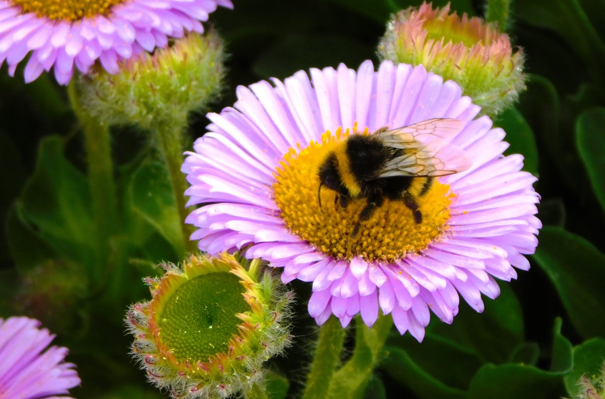 Happy #worldbeeday #bees #Lincolnshire #flowers @kerriegosneyTV @peter_levy