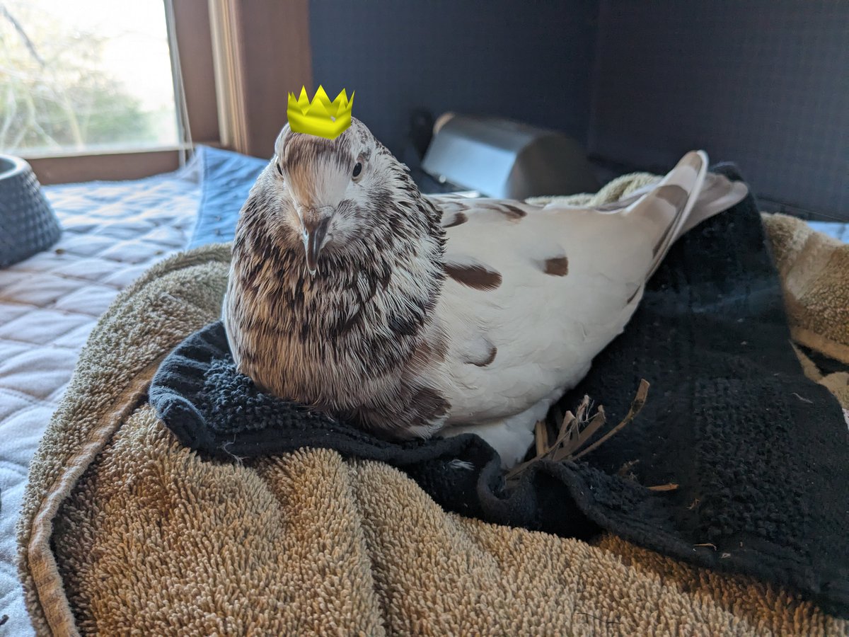 ZamorakSoul's tweet photo. @elyrunescape Hello from the queen who would love to have a crown for her throne! https://t.co/nButyPlV6p