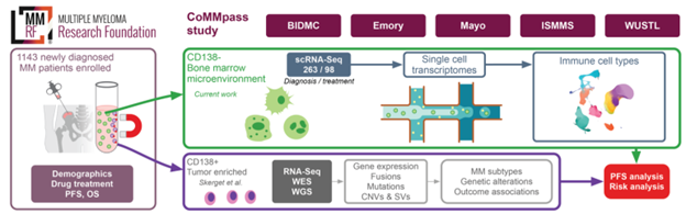Multiple Myeloma RF (@themmrf) on Twitter photo The MMRF Immune Atlas team describes immune cells & clinical outcomes in myeloma. Emory, Beth Israel, WUSTL, MSSM, Mayo & MMRF profiled >1.1 million marrow cells from CoMMpass patients. Preprint at biorxiv.org/content/10.110β¦ has details. #myeloma The MMRF Immune Atlas team describes immune cells & clinical outcomes in myeloma. Emory, Beth Israel, WUSTL, MSSM, Mayo & MMRF profiled >1.1 million marrow cells from CoMMpass patients. Preprint at biorxiv.org/content/10.110β¦ has details. #myeloma