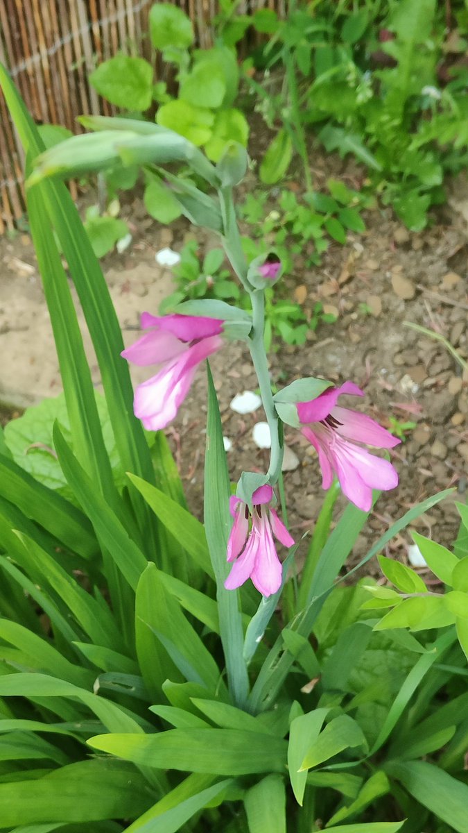 The May flowers are so colourful after Aprils showers. The Marie Curie Rose smells lovely. The lilac coloured Campanula. An Alium in flower. And the Gladiolus Byzantine which I forgot I planted. Last two days before we leave this garden. 🪴🌺🐝☀️❤️