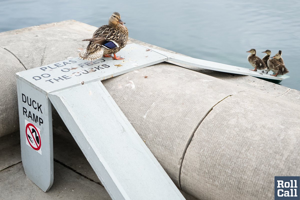 Finally caught ducks actually using the duck ramps at the Capitol Reflecting Pool