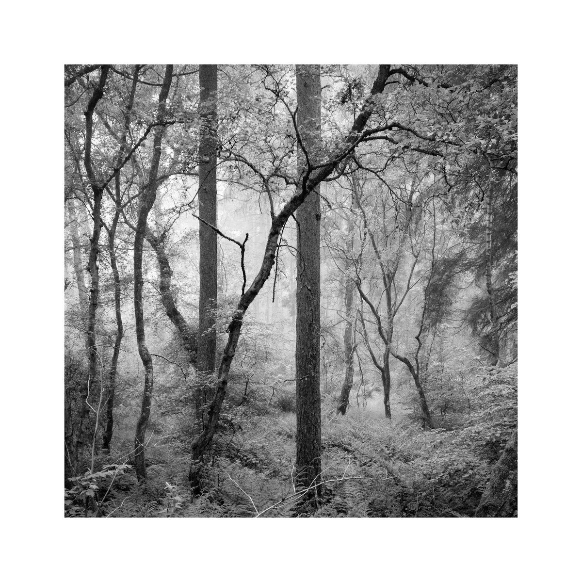 Been a long time since I've had a good walk in a local woodland so getting some decent conditions made it all the more enjoyable #SouthLanarkshire #Scotland #Sharemondays2024 #fsprintmonday