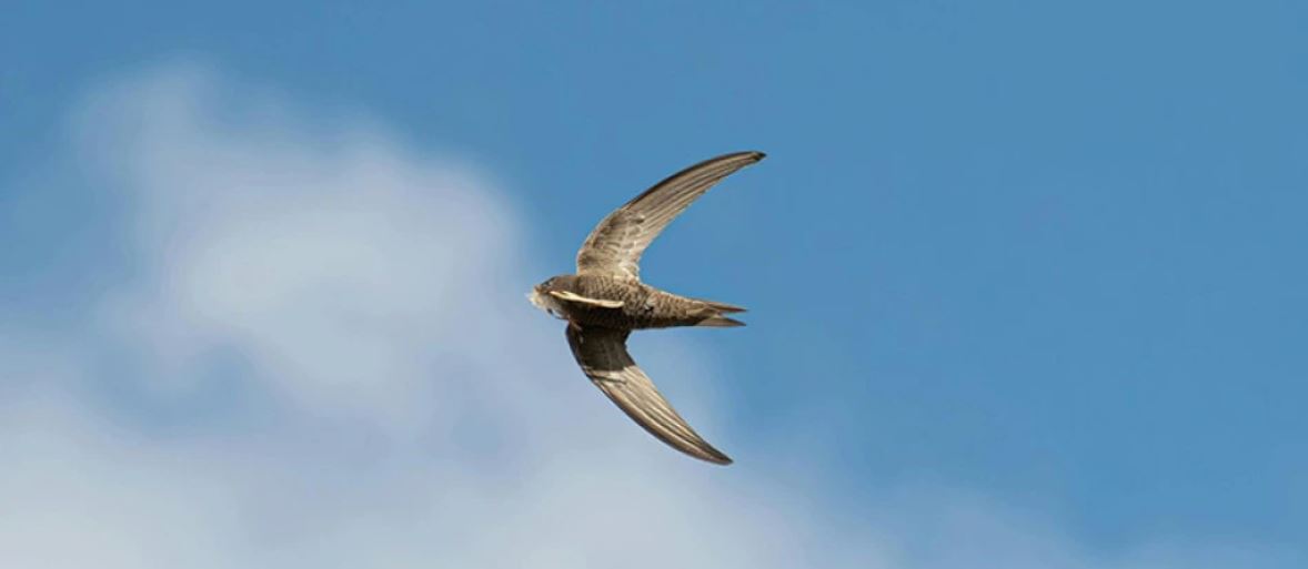 “These birds are much-loved symbols of the changing seasons. So how are they faring as rising temperatures change when seasons arrive?” 🐦 Dr Alex Lees explores the effect of climate change on the UK population of migrating swifts for @conservationuk: shorturl.at/brvM9