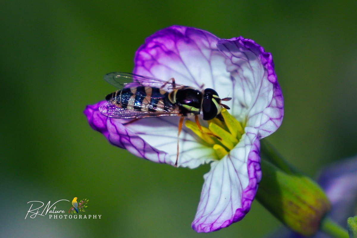 World Bee Day... ❤️

#worldbeeday #macroHour #IndiAves #bee #naturephoto #ThePhotoHour