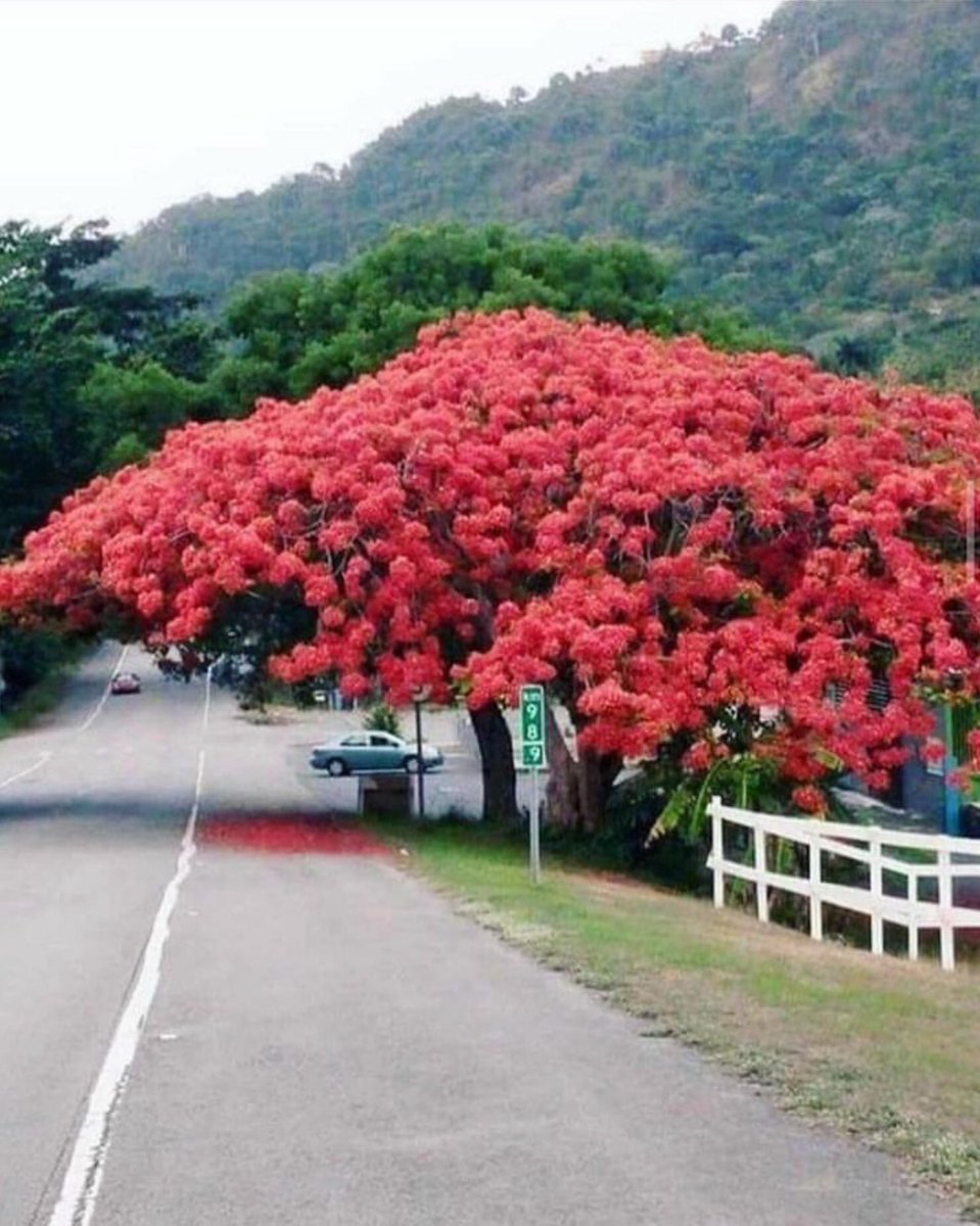 Hermoso árbol florecido en el pueblo de Yabucoa, PR.