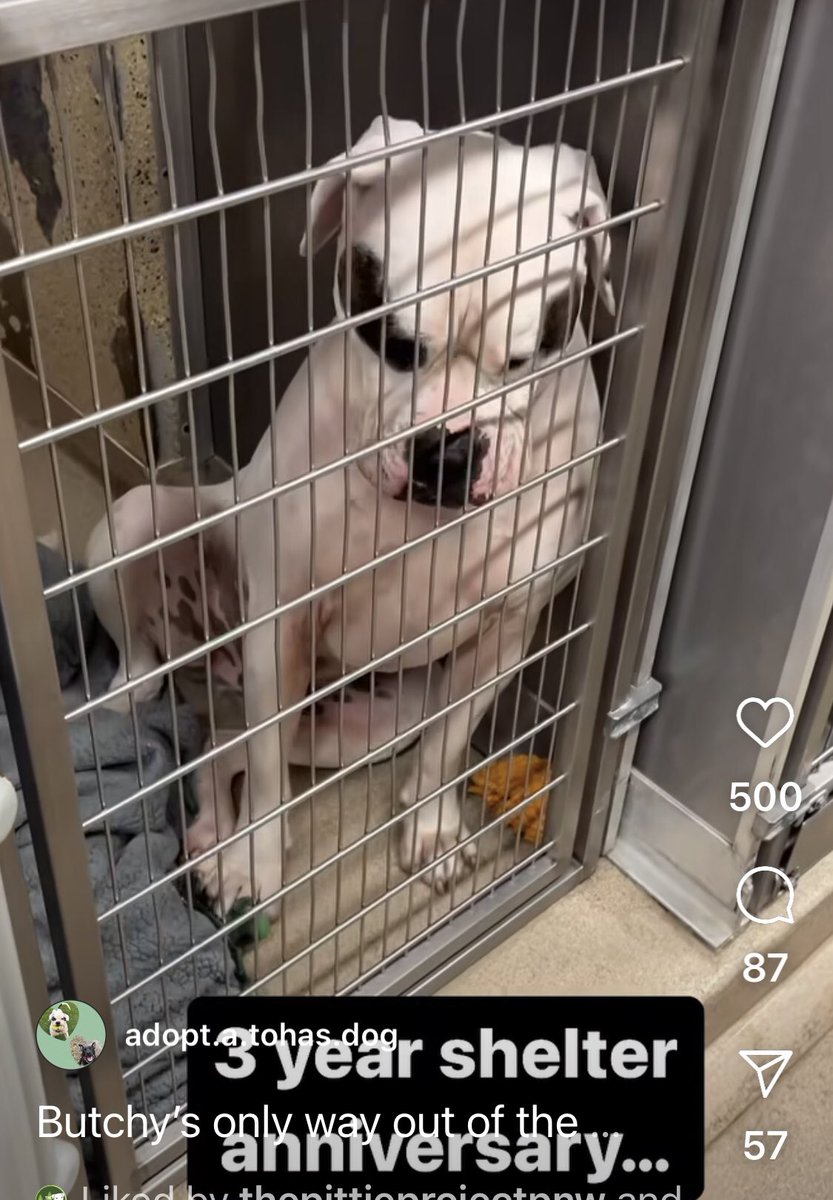 Butchy has been at the Town of Hempstead shelter (NY) almost 3 years/ since he was a puppy. His only way out is #rescue. He has $2500 in pledges. Please share. Rescued needed!