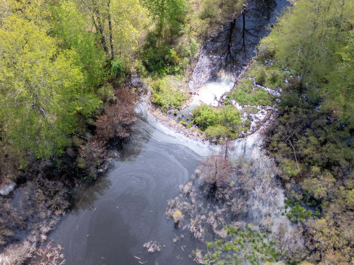Happy Monday. A friend ran a drone over the beaver pond and the pictures are stunning. You can see how much the dam has grown, with a lodge of some type in the middle. On Sunday evening I saw 2 beavers swimming back and forth, and one gave me a hearty tail slap.