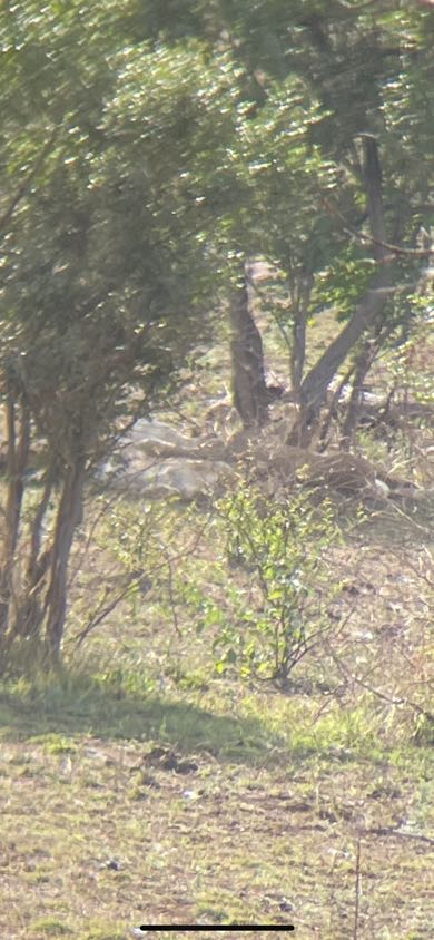 1:02pm
1 Lion stationary
'About 500m in.'
H7, 1.5km W of S36
Near Satara
3/5
Tinged by TheRobin