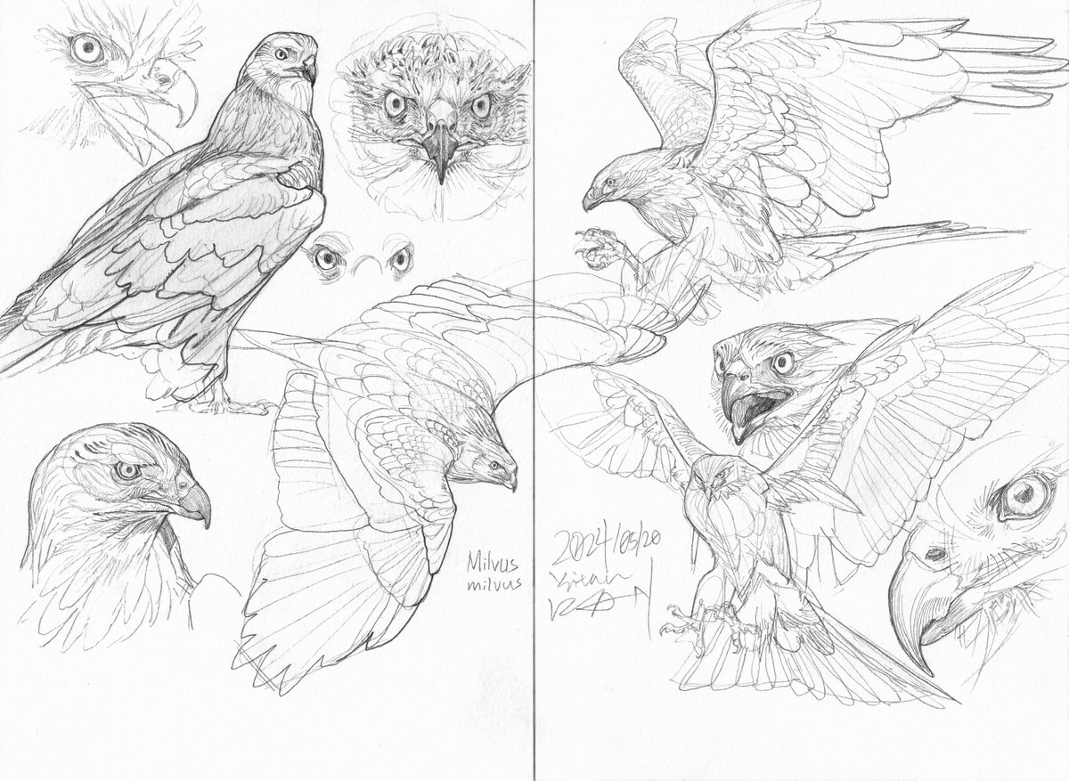 Sketch. 
Red kite (Milvus Milvus)