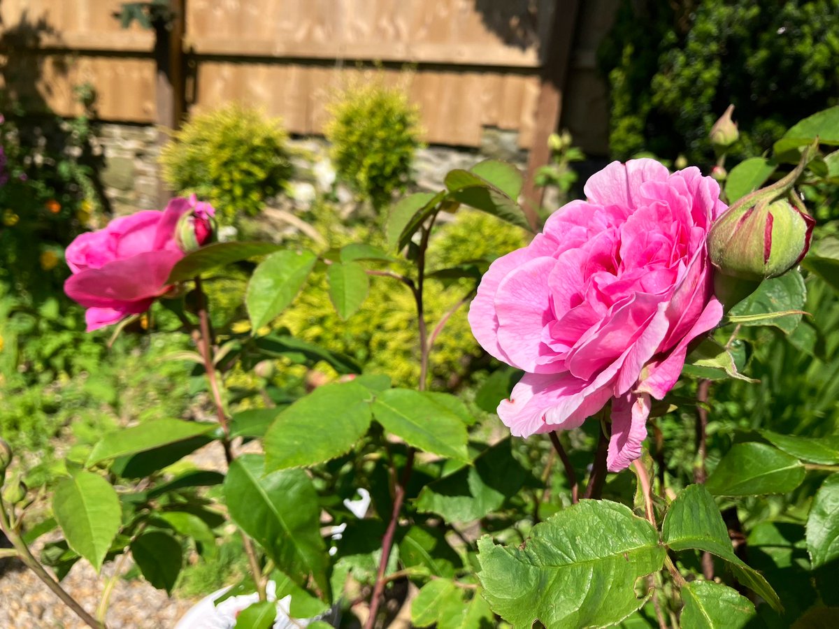 Mam’s garden this morning 🌱🥰👌🏽