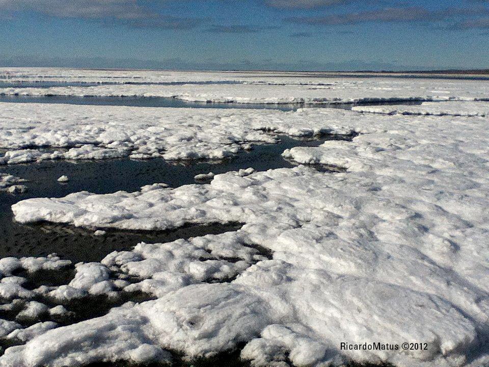 Las condiciones para realizar los muestreos en Bahía Lomas a veces se tornan medio complicadas. Un año especialmente difícil fue el de esta foto. Hace un buen tiempo que la bahía no se ve así de congelada. #Magallanes 🇨🇱