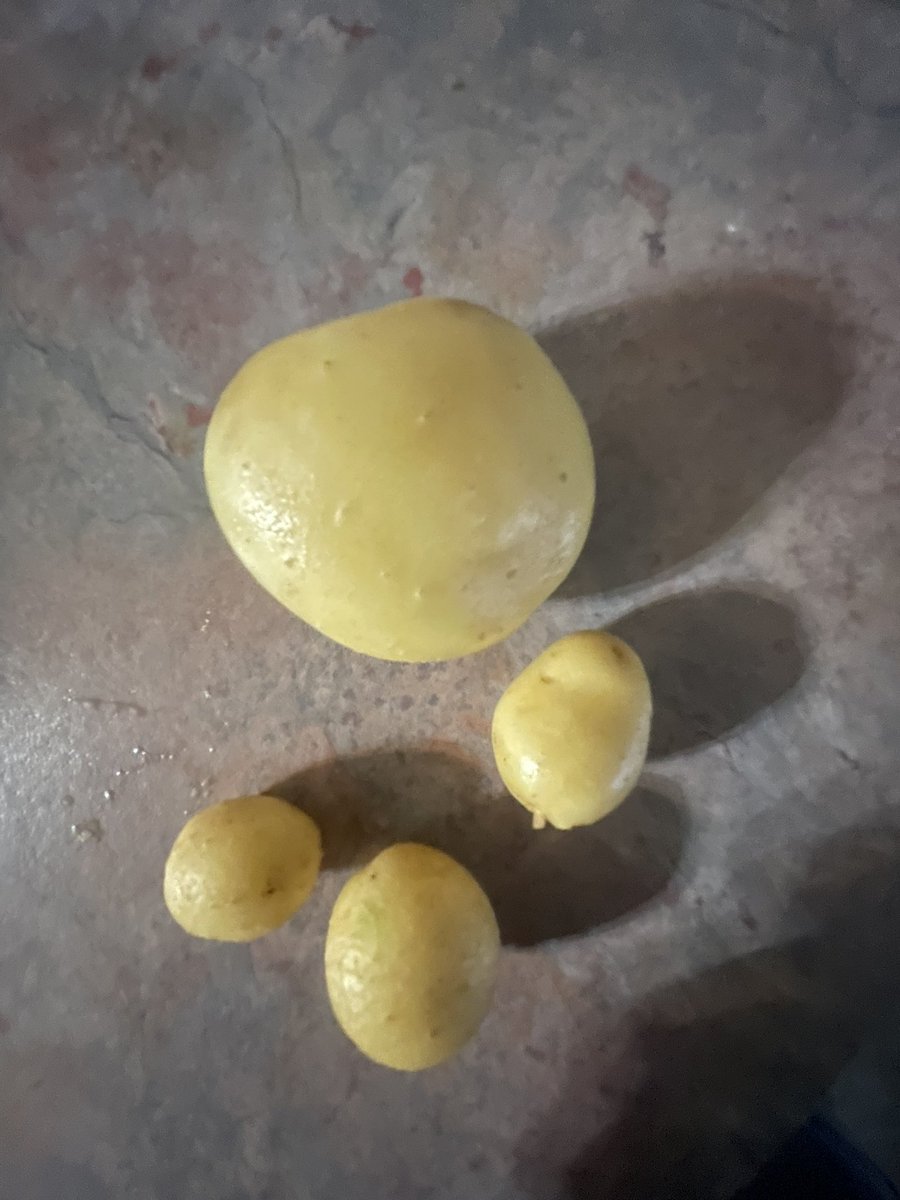 We do not only grow children at New Hope we grow potatoes too. During the Plants unit in CKLA kindergarten planted a potato in class. The potato plant produced 4 small potatoes.