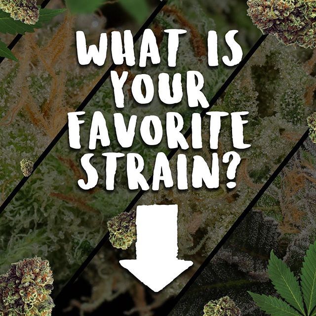 StoniesSmoke's tweet photo. ๐ฟ What's your favorite strain? Tag your buds & tell us why! #Stonies #FavoriteStrain #CannabisCommunity ๐โจ https://t.co/3o23Kt5y5x