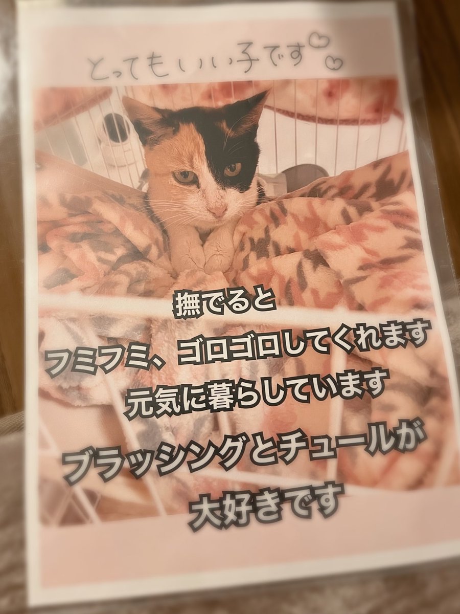 みけにゃんページ 81FQB3qgALL._AC_UL210_SR210,