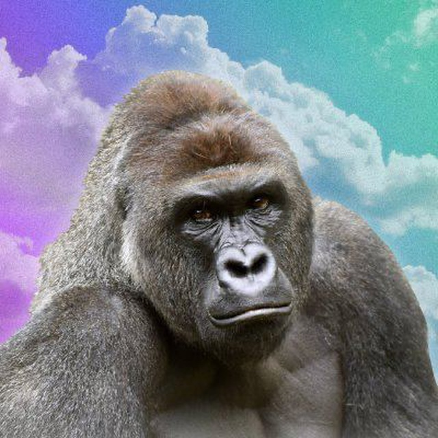 Gmgm! $SOL at 180 and #ETF inflows about to begin, let's run some things up today!

My play of the week is $HARAMBE

People may be forgetting that #Harambe was born on May 27th AND he was killed on May 28th

<a href="/harambeonsolana/">Harambe (Meme)</a> still a strong bid here
#DicksOut 🦍🦍