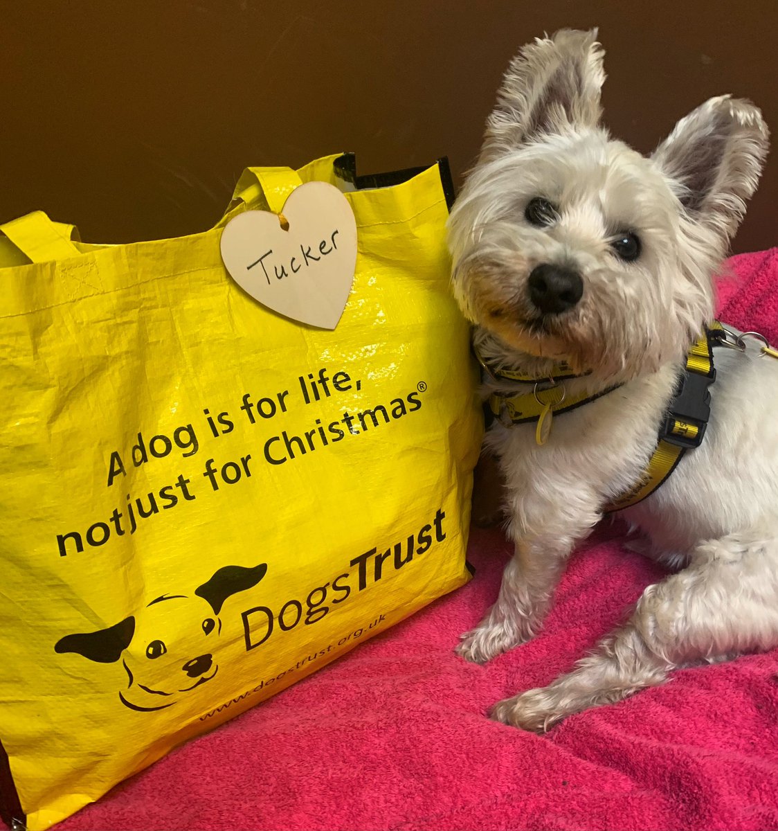 Tucker has had a terrific start to his week by packing his big yellow bag and heading off to his forever home🏡 He has been resting his paws in his foster home but the time had come to wave farewell to his foster family 💼💛

@dogstrust 
#AdoptDontShop
#ADogIsForLife
#foster