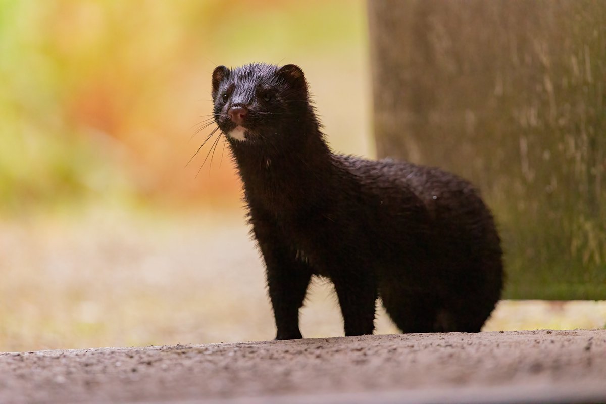 This #INNSWeek we’re revealing how local action against nature invaders is made harder by heavy rain & flooding 🌧️ Waterlife Recovery Trust works to rid East Anglia of Mink, but is having to work a lot harder due to extreme wet weather🌊 Read more👇 inews.co.uk/news/fire-ants…