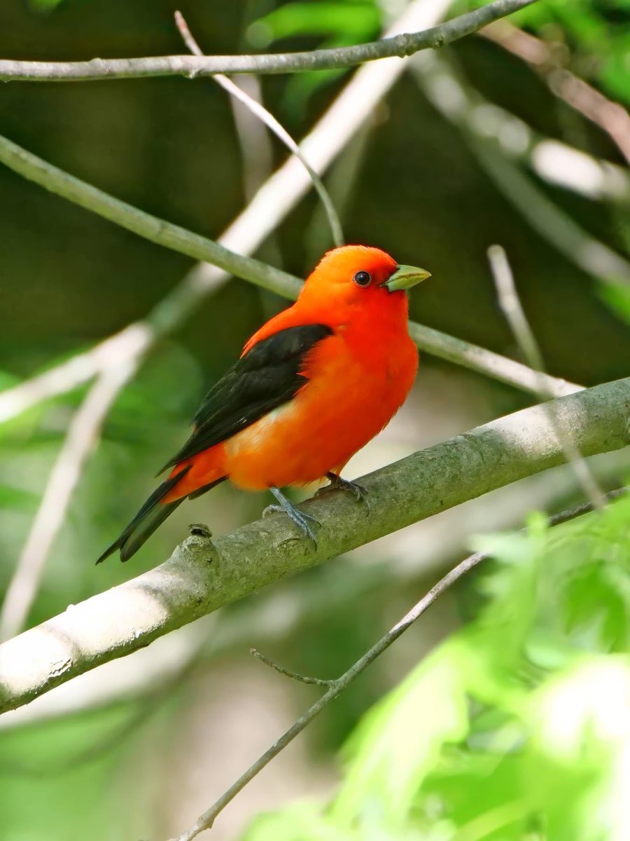 Here are a few pics of our Scarlet Tanager friend from yesterday’s video. 📷👐🏾🖤

#BirdsOfTwitter #BirdsSeenin2024 #BirdTwitter #Wisconsin #WiscoBirder